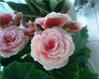 Supply Pachira Pachira Dongguan, Dongguan, Dongguan flowers Zubai bonsai lease