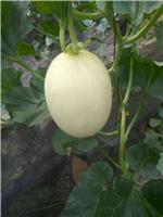 Cantaloupe melon variety of large supply SHENXIAN welcome to purchase a large number of listed