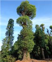 香泡树热门供应绿化苗木价格 3公分-10公分较低报价