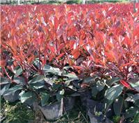 Photinia Сычуань / Чэнду Photinia саженцы цена / Photinia саженцы оптовой Кубок