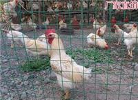 Supply of corrosion resistance, bright color, high-quality products aquaculture Fence