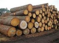 威龙木业供应中美洲松木原木