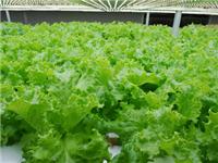 Wholesale vegetable processing high price of vegetables Taoyuan Agricultural Development Co., Ltd. supply