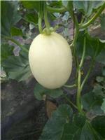 SHENXIAN white yellow melon cantaloupe melon Redskins large number of listed