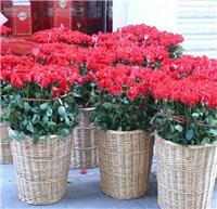 Fuzhou flowers networks, network flowers Minhou County, Fujian Province, Fuzhou flower delivery, flower delivery Minhou County, Fujian Province, Fuzhou Minhou flower shop, flower shop flowers home in Fuzhou, Fuzhou five districts in eight counties flowers home, Fuzhou set flower flowers network, Fuzhou University City Flowers, University City free delivery service network, Fuzhou Minhou Showtime Floral