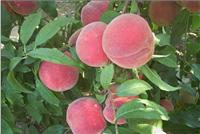映霜红基地 市场上价位合理的映霜红桃苗在可以找到