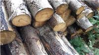 长期供应 防腐白蜡木原木 优质防虫白蜡木木皮 价格合理