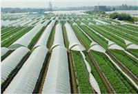 Jiaozuo best agricultural technology promotion company, comes Taoyuan Agricultural Development Co., Ltd. - China Vegetable