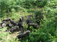选购放养黑猪可以选择临朐县元杰生猪养殖