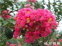 四川紫薇花——想买的紫薇，就到福川园林