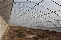 Greenhouse insulation factory direct high-quality steel greenhouse greenhouse a few words with a steel wall greenhouse Xuzhou Hout