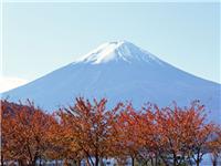 西安游日本 具有品牌的日本秋之赏枫推荐