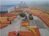Luoyang corn preferential procurement _ where corn Xinxiang