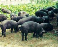 聊城黑猪养殖，品牌好的黑猪养殖市场价格情况