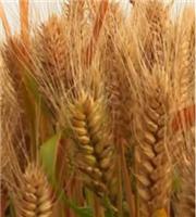 高产小麦生产厂家价格