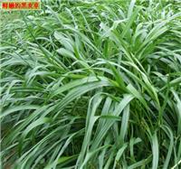 Gro?handel Fujian Sanming Futterpflanzensaatgut Futterpflanzensaatgut Ningde, Putian Futterpflanzensaatgut Futterpflanzensaatgut