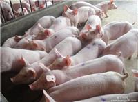 Shandong market piglets piglets Shandong Shandong piglet prices year-round supply of live pigs
