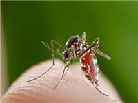 Gansu contr?le de termites _ Sanya Sanya quatre victimes désinfection plus grandes entreprises