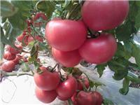 购买西红柿苗就选安信种苗 专业西红柿苗培育厂家