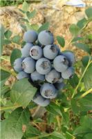 湖北蓝莓采摘去，湖北牧童蓝莓基地欢迎您