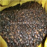 Low-cost supply of Sophora japonica seed, Zhangjiajie quality japonica seed wholesale