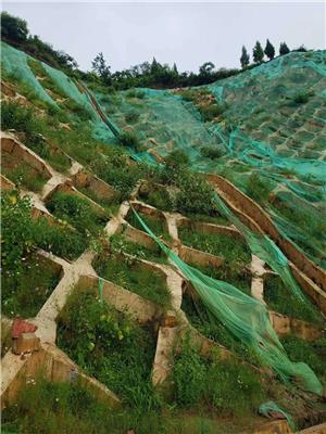 Fujian new varieties of green vegetation lawn seed