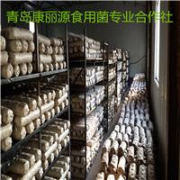 供应山东青岛食用菌香菇菌棒808号2kg香菇菌包