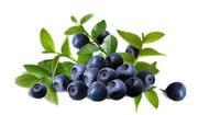 阜阳野蓝莓果酒：价位合理的野蓝莓果酒 推荐 