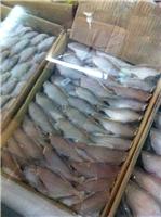 重庆进口耗儿鱼批发|价格