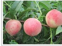 价格低的桃苗 晚熟新品种前景好 产量高受欢迎