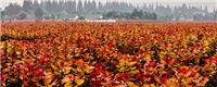 风景树图片景观图片，彩色彩叶植物图片—美丽红霞杨
