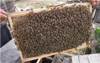 蜂群箱蜂笼蜂中蜂种蜂群蜂具巢础巢脾摇蜜机蜂箱