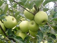 山东苹果供应基地山东早熟苹果大量上市