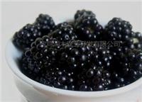黑莓粉/**黑莓果粉/水溶性较好/宝鸡润木水果粉厂家供应