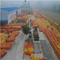 郑州玉米供应——提供较优质的玉米种类