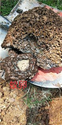 To, termites nuptial flight in June