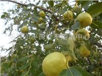 Fresh bell jujube * Broker