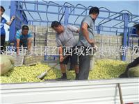 Shandong Leling jujube where the origin