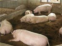 Jingmen high price of commercial pig farming Jingmen Han Wei ANIMAL supply
