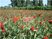 供应北京禄林千日红种子 千日红花卉种子批发 现货 东北**植物