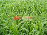 供应北京禄林紫羊茅种子 出芽率高的紫羊茅草坪种子批发 现货保真