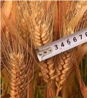 三门峡高产小麦种子批发价格