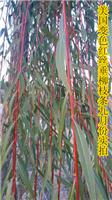 美国红丝垂柳--双色垂柳树苗种穗种条