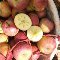 哪个地方的苹果比较好吃/四川盐源高原无污染苹果营养丰富