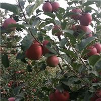 优质盐源红富士苹果 一件代发 高原苹果营养丰富