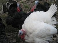 全国优质火鸡养殖基地直供尼古拉火鸡苗，商品火鸡
