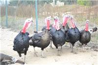 全国优质火鸡养殖基地直供青铜火鸡苗，商品火鸡
