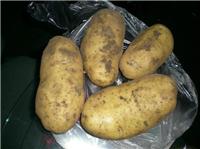 土豆种子公司高产马铃薯种子较新价目表