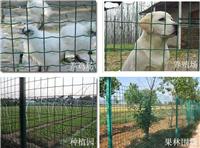 养殖金属网农业养殖网生态养鸡铁丝网围栏现货供应荷兰网养殖网