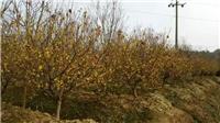安徽肥西腊梅红梅出售地径2-10公分丛生腊梅红梅价格
